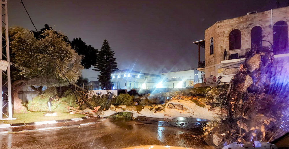 עץ אקליפטוס ענק קרס על הכביש ברחוב יפו בחיפה (צילום: אנדרי סוידאן)