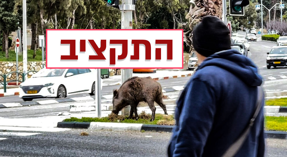 תקציב חזירי הבר של חיפה (צילום: ירון כרמי)