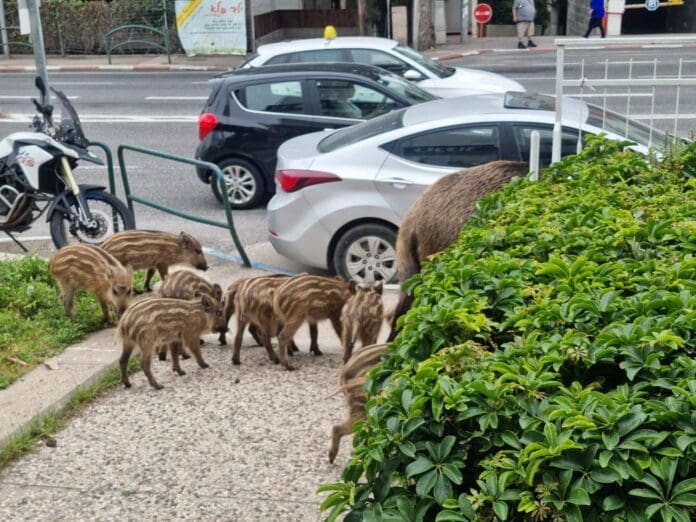 החזירים ליד חנות הלחמים (צילמה: אוולין לוקיניך)