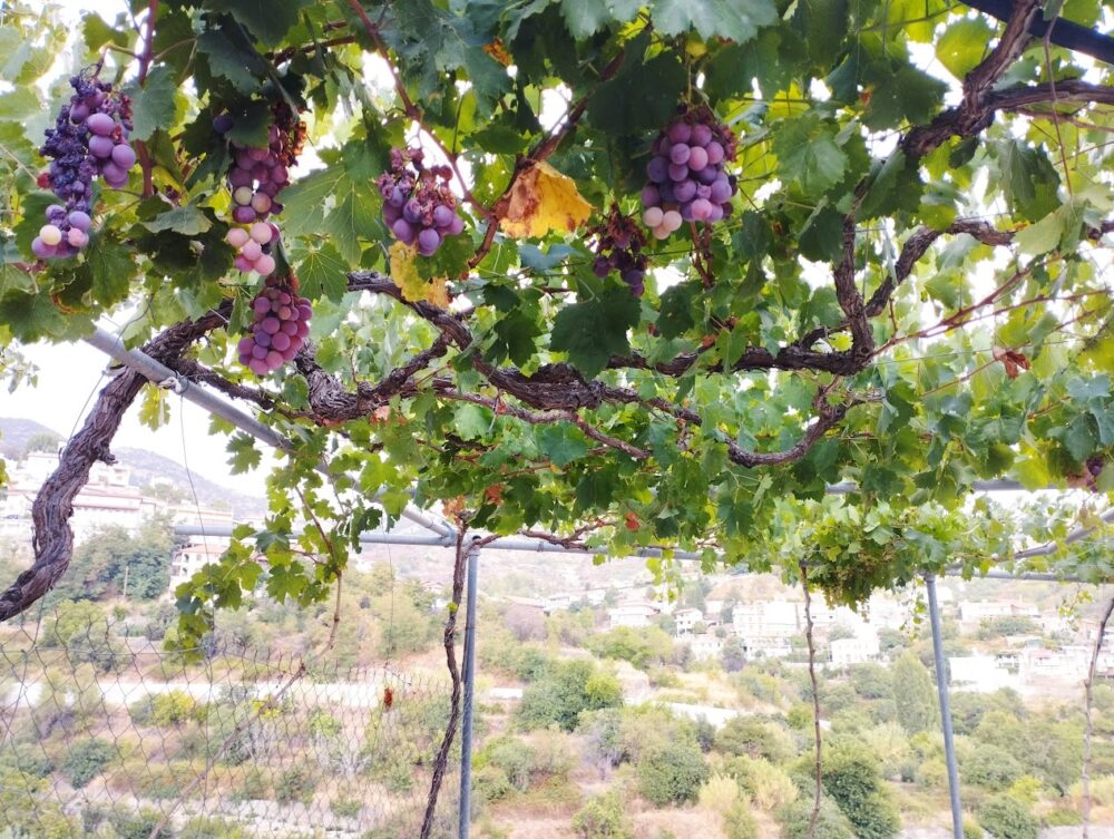 גפנים, כפר ואזה (צילום: ענבל חן-ברגב)