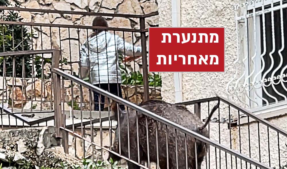 קליש מתנערת מאחריות - חזיר ענק עובר בסמוך לילדה קטנה (צילום: ירון כרמי)