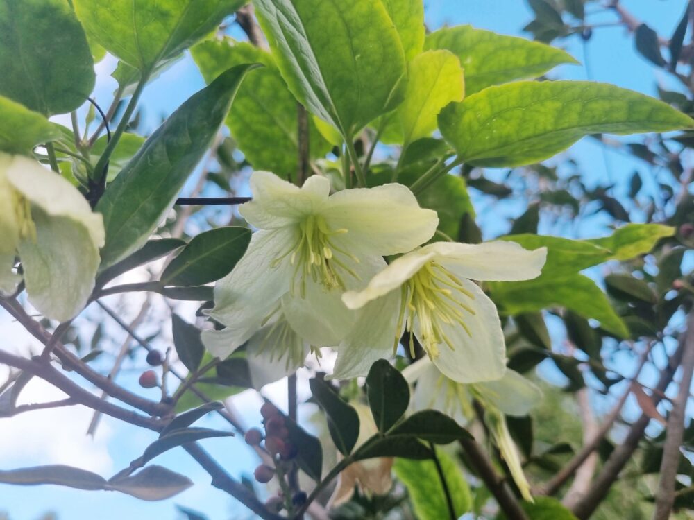 זלזלת הקנוקנות (צילום: ענבר אושפיז)