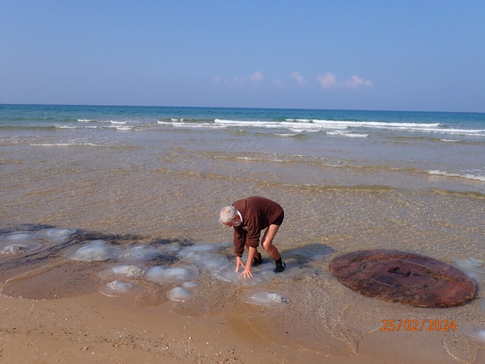 נחיל מדוזות בחוף הסטודנטים (צילום: מוטי מנדלסון)