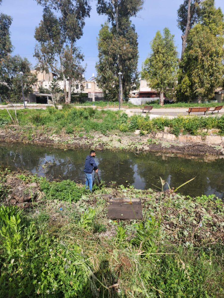 ׳חסת המים׳ שוב פולשת לנחל הקישון בחיפה (צילום: רשות נחל הקישון)